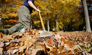 raking_leaves_photo_for_website